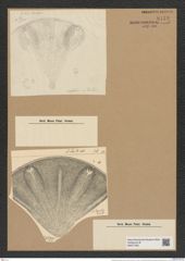 Aulacodiscus janischii Grove et Sturt (de-Toni-Nr.: Genus 182, Species 4539) Zeichnungen Sammlung Grunow Nr. 8138 (NHMW-BOT-W0377493)